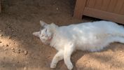 Manou 5